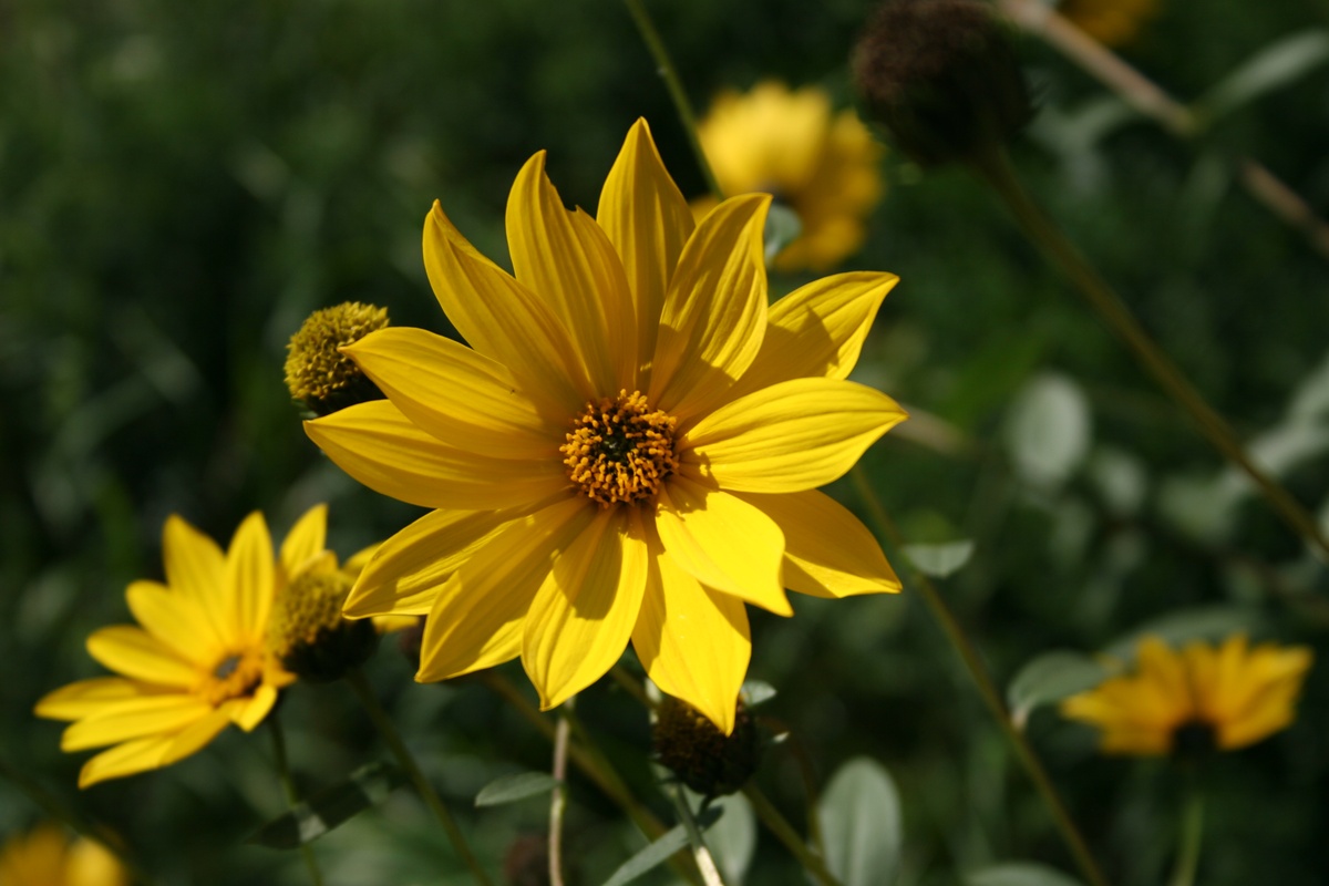 Las 11 flores de verano más bonitas para tu jardín