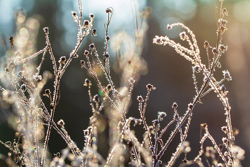Plantas resistentes o resistentes al invierno: ¿cuándo es necesaria la protección invernal?