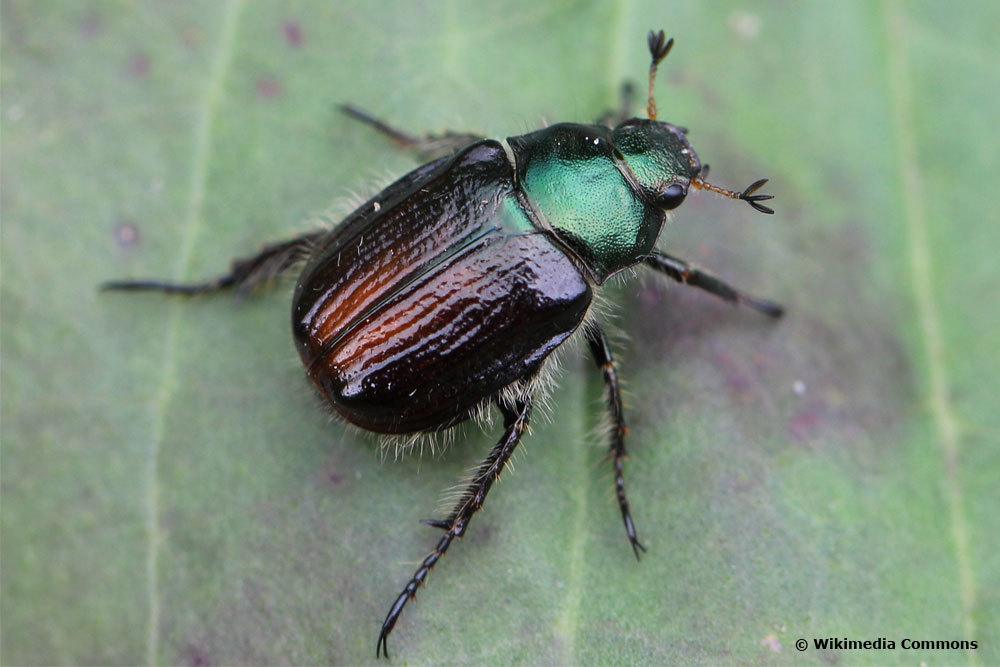 Identificar escarabajos: 31 escarabajos nativos de AZ