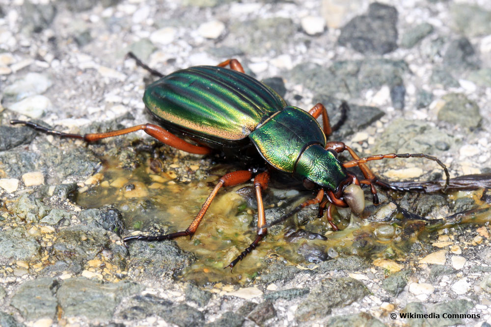 Escarabajo verde brillante: ¿cuál es?