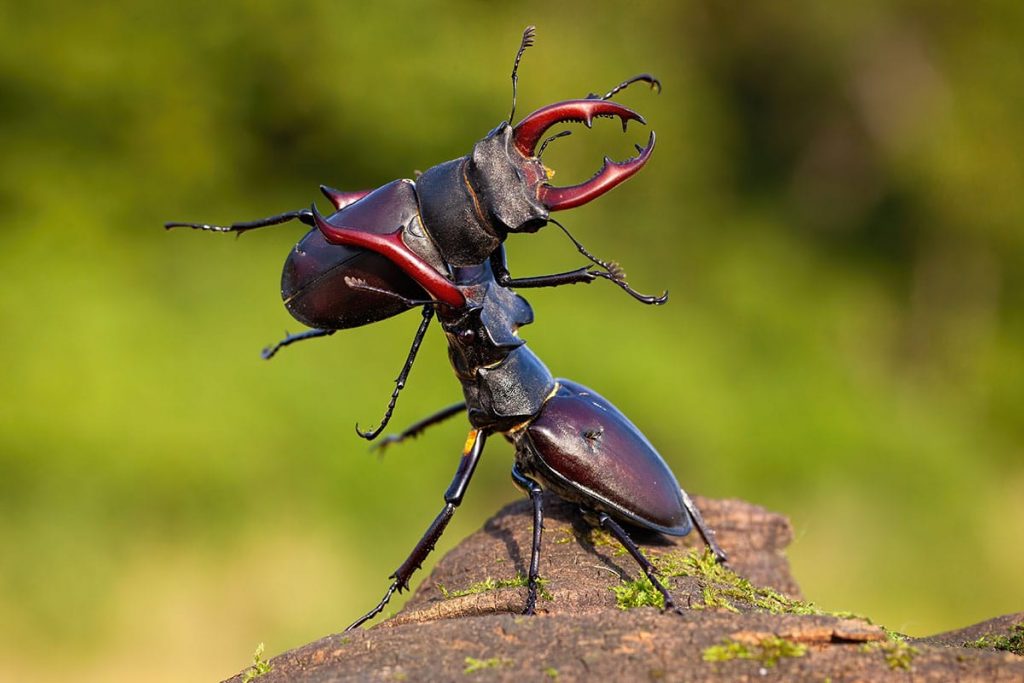 Escarabajo negro con pinzas: 10 especies autóctonas