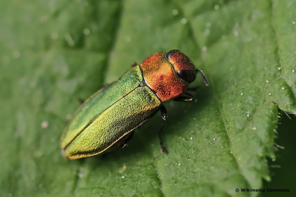Identificar escarabajos: 31 escarabajos nativos de AZ