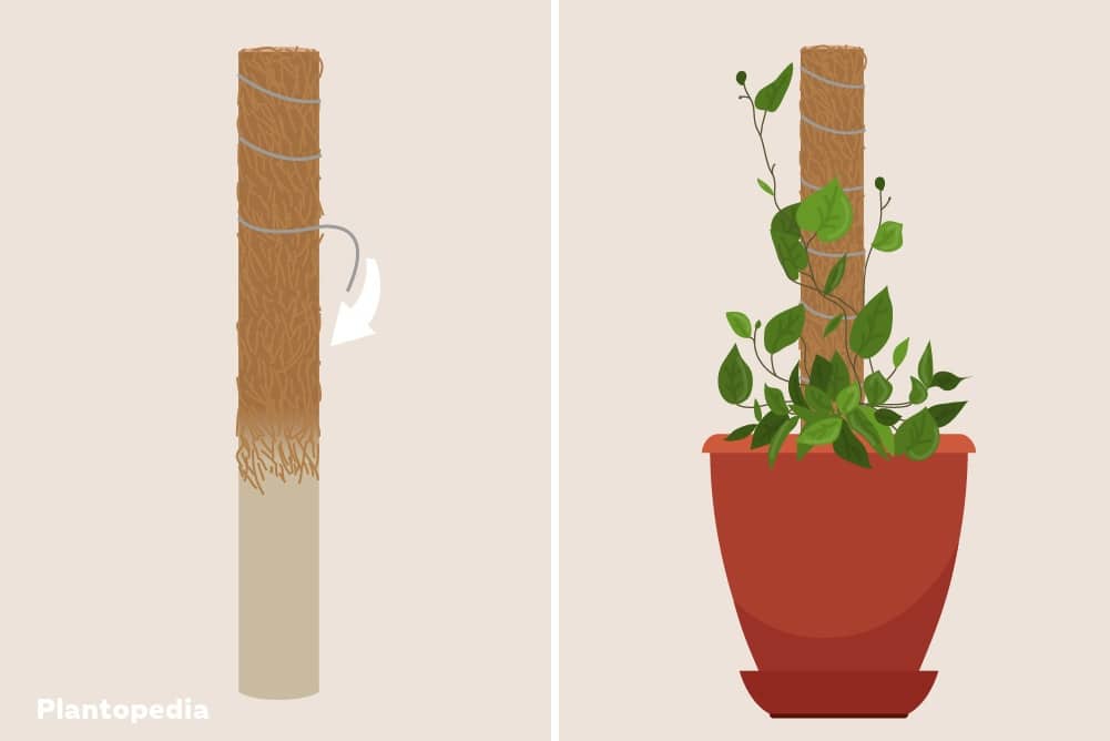 Construya su propia ayuda trepadora para plantas de interior | Instrucciones para moss stick & co.