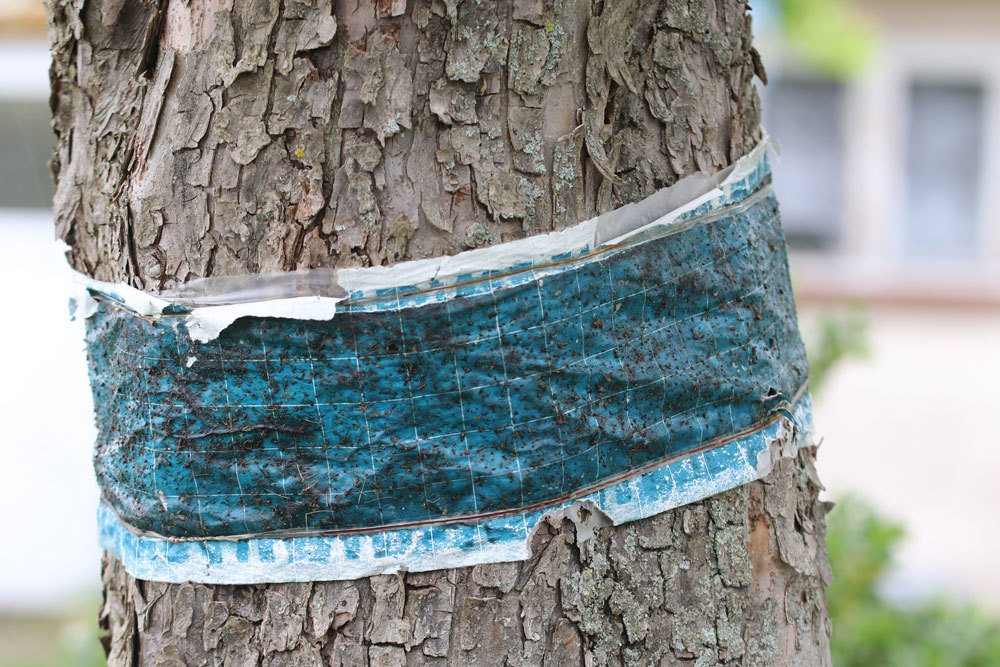 Hormigas en el árbol: ¿qué hacer si hay hormigas en los árboles frutales?