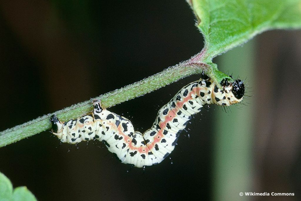 Identificar orugas de mariposas: 25 especies de orugas
