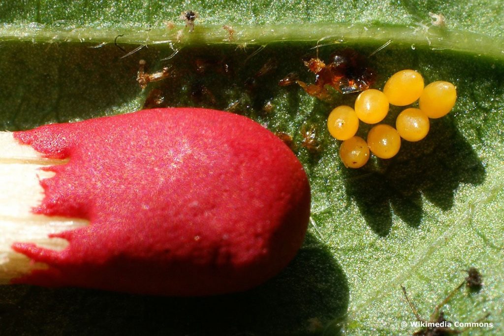 Identificar huevos de insectos por color: 20 especies