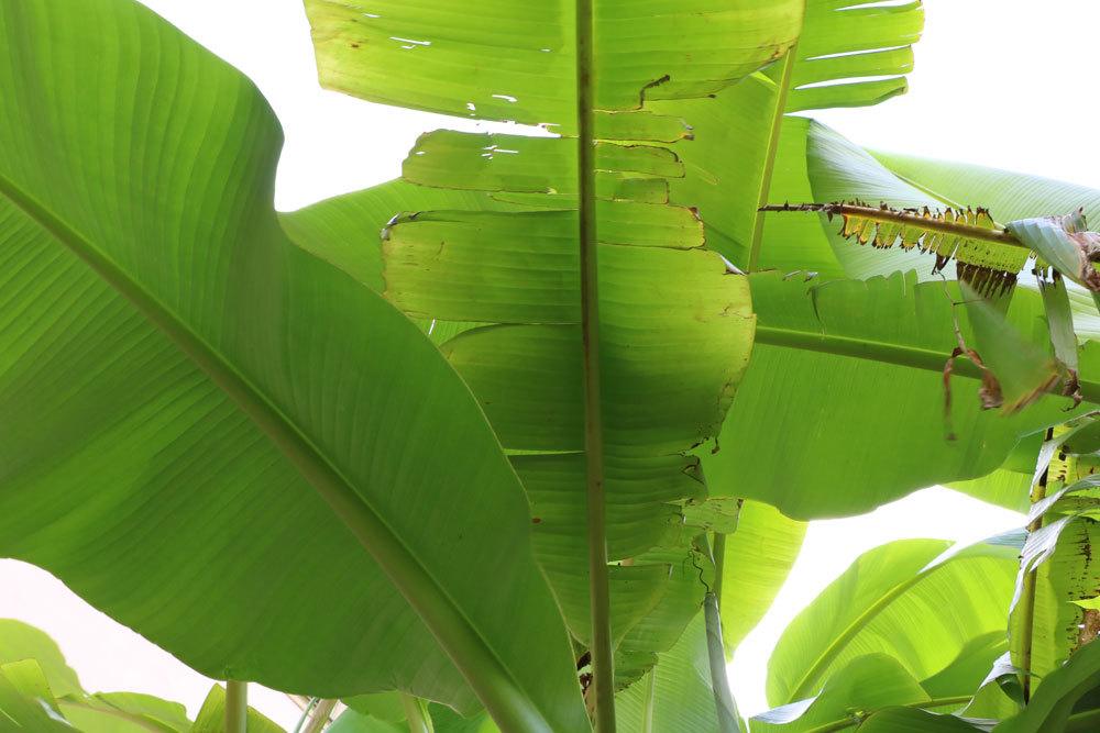 La planta de plátano adquiere hojas marrones; esto ayuda al plátano ornamental