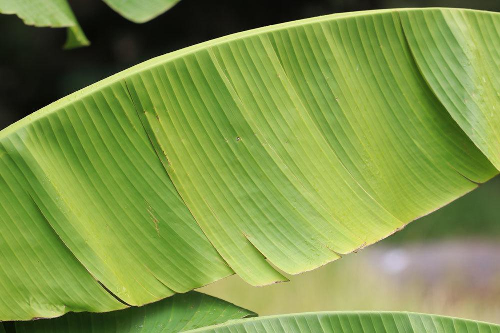La planta de plátano adquiere hojas marrones; esto ayuda al plátano ornamental