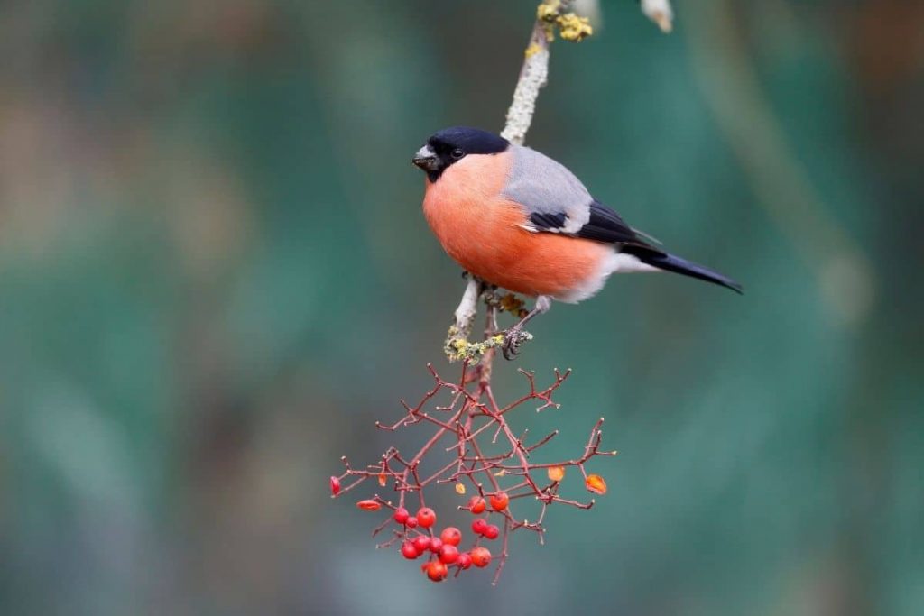 Aves con vientre/pecho rojo: 12 especies nativas