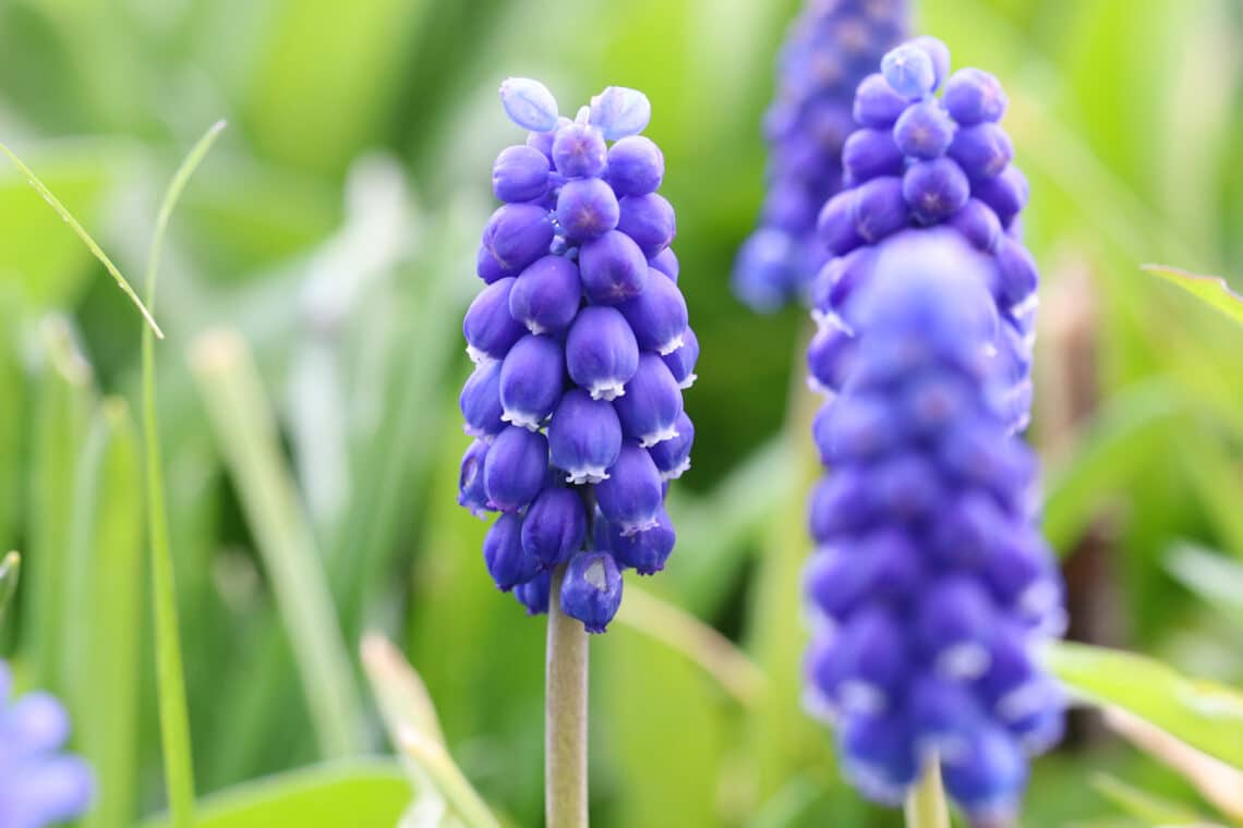 20 flores azules de primavera: imagen con nombre