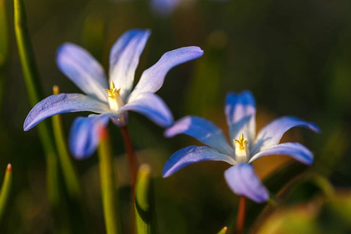 20 flores azules de primavera: imagen con nombre