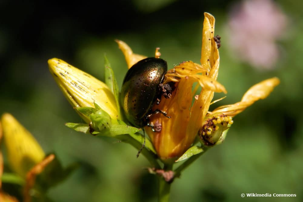 Escarabajo verde brillante: ¿cuál es?