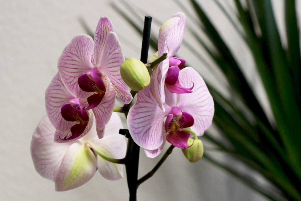 Mantener las orquídeas en un vaso – cuidar las orquídeas sin tierra
