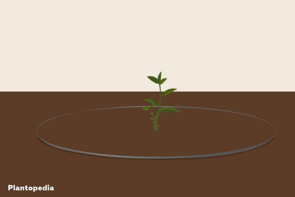 Plantar frambuesas con barrera contra raíces: instrucciones.