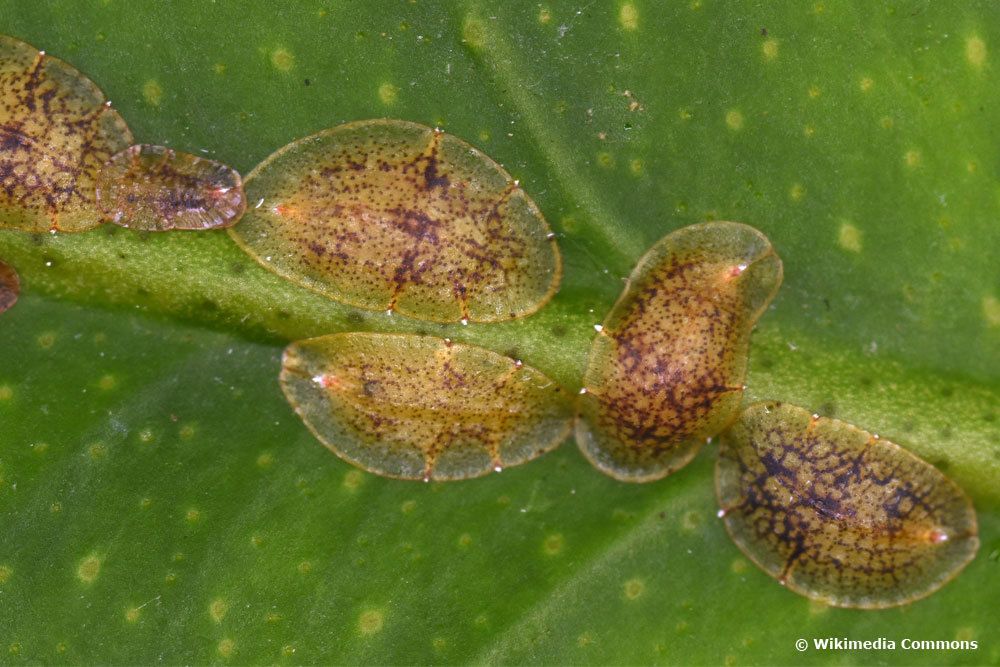 8 plagas comunes en las plantas de interior con una imagen
