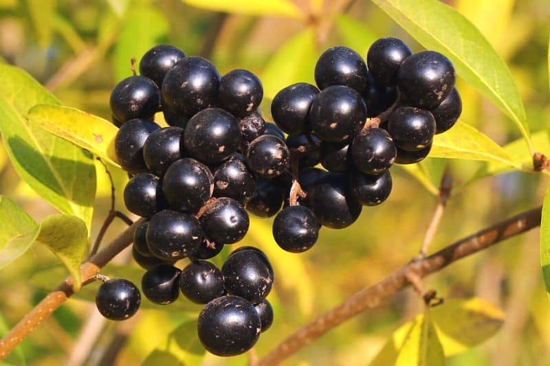 15 arbustos, setos y árboles con frutos negros
