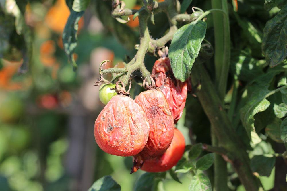 Hojas amarillas en los tomates: causas y soluciones | hojas de tomate