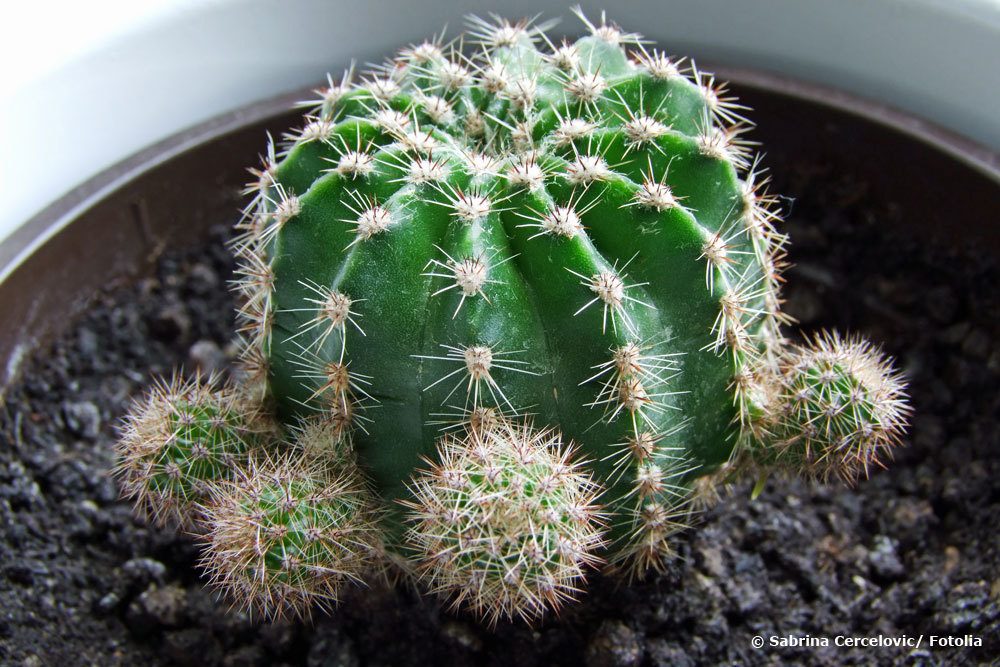 El cactus se pudre: se vuelve blando, arrugado y blando | ¿Qué hacer?