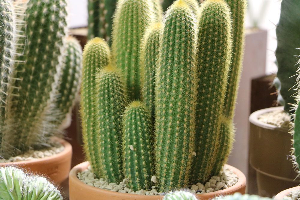 Los cactus se vuelven marrones o amarillos: las 6 causas más comunes