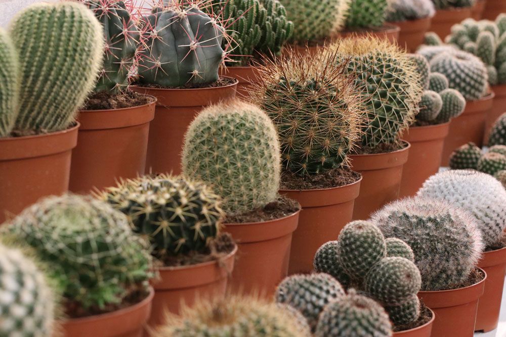 Los cactus se vuelven marrones o amarillos: las 6 causas más comunes