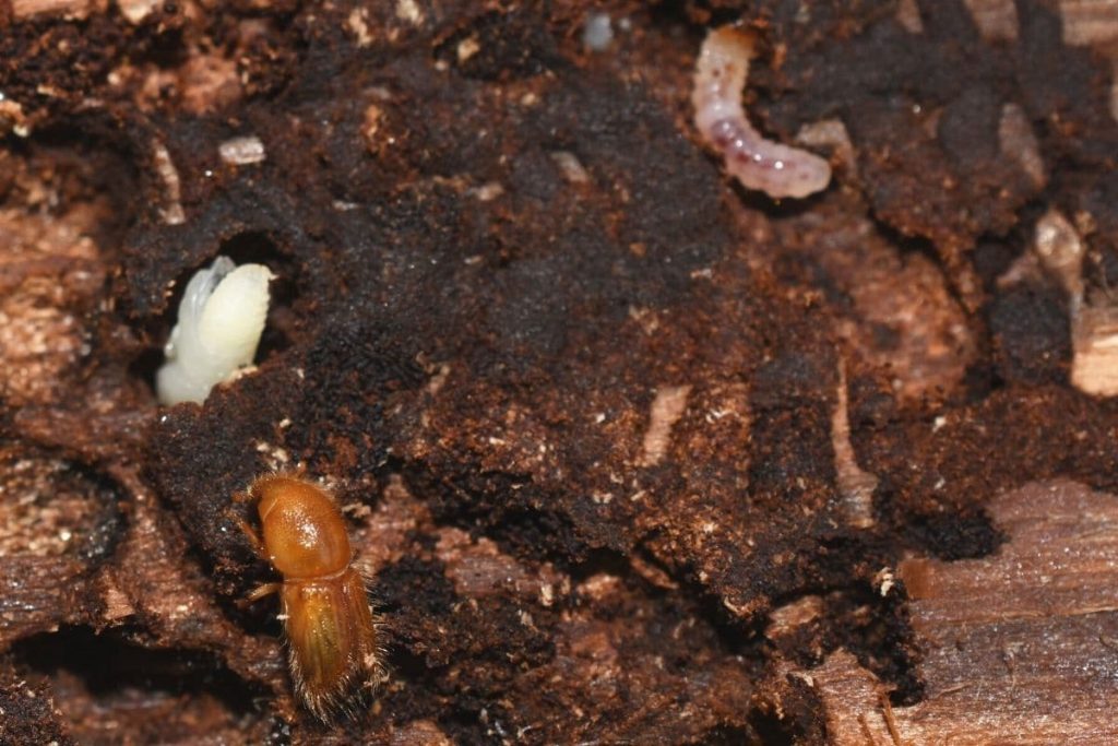 Reconocimiento e identificación de larvas de escarabajo: 21 especies