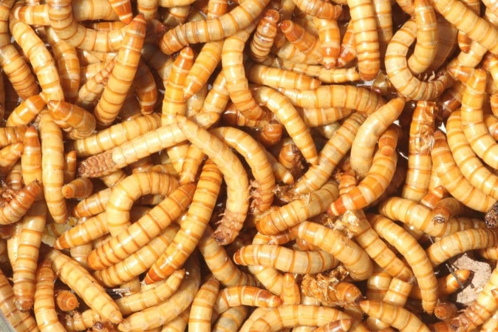 Pequeños gusanos marrones en el apartamento: ¿qué hacer?