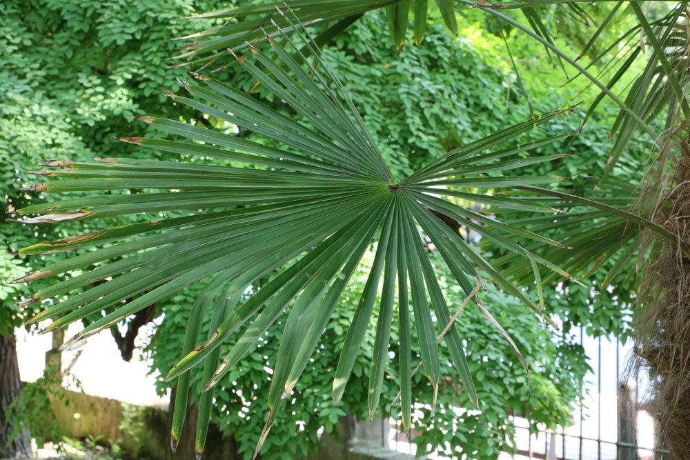 La palmera tiene hojas amarillas o puntas marrones: causas comunes