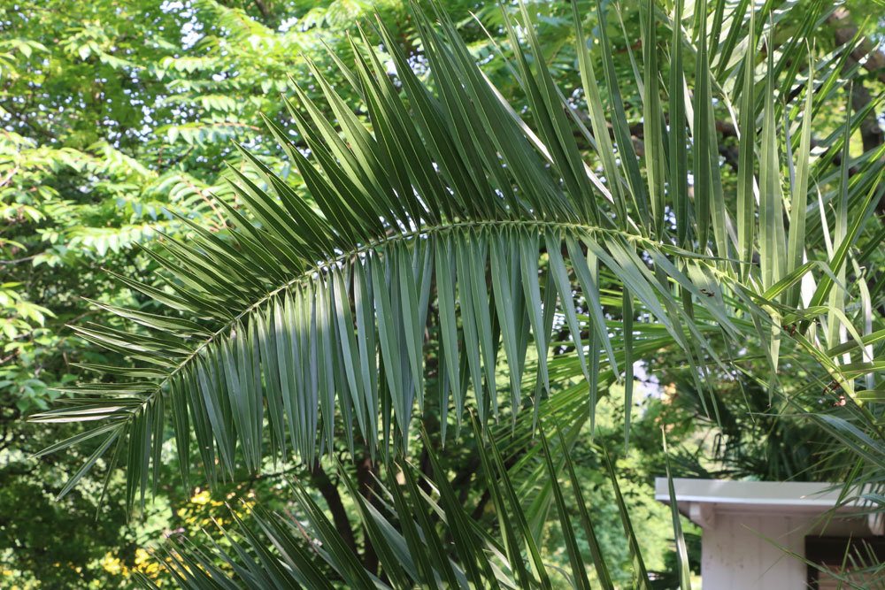 La palmera tiene hojas amarillas o puntas marrones: causas comunes