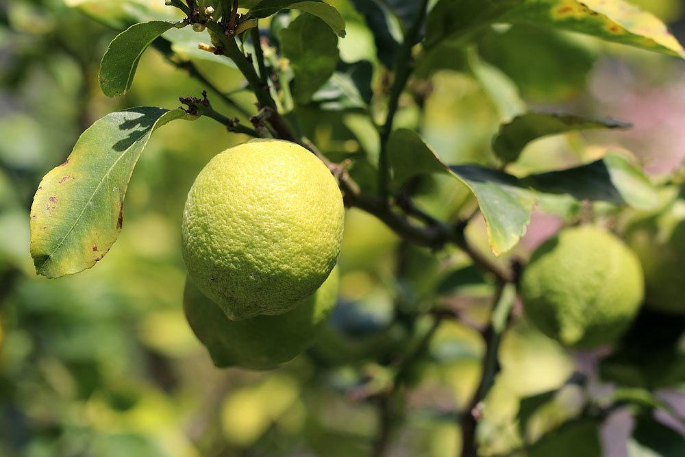 10 enfermedades comunes del limonero con imágenes