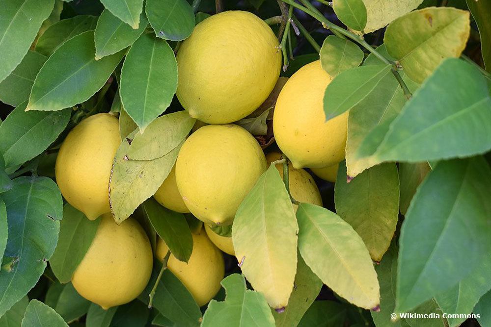 10 enfermedades comunes del limonero con imágenes