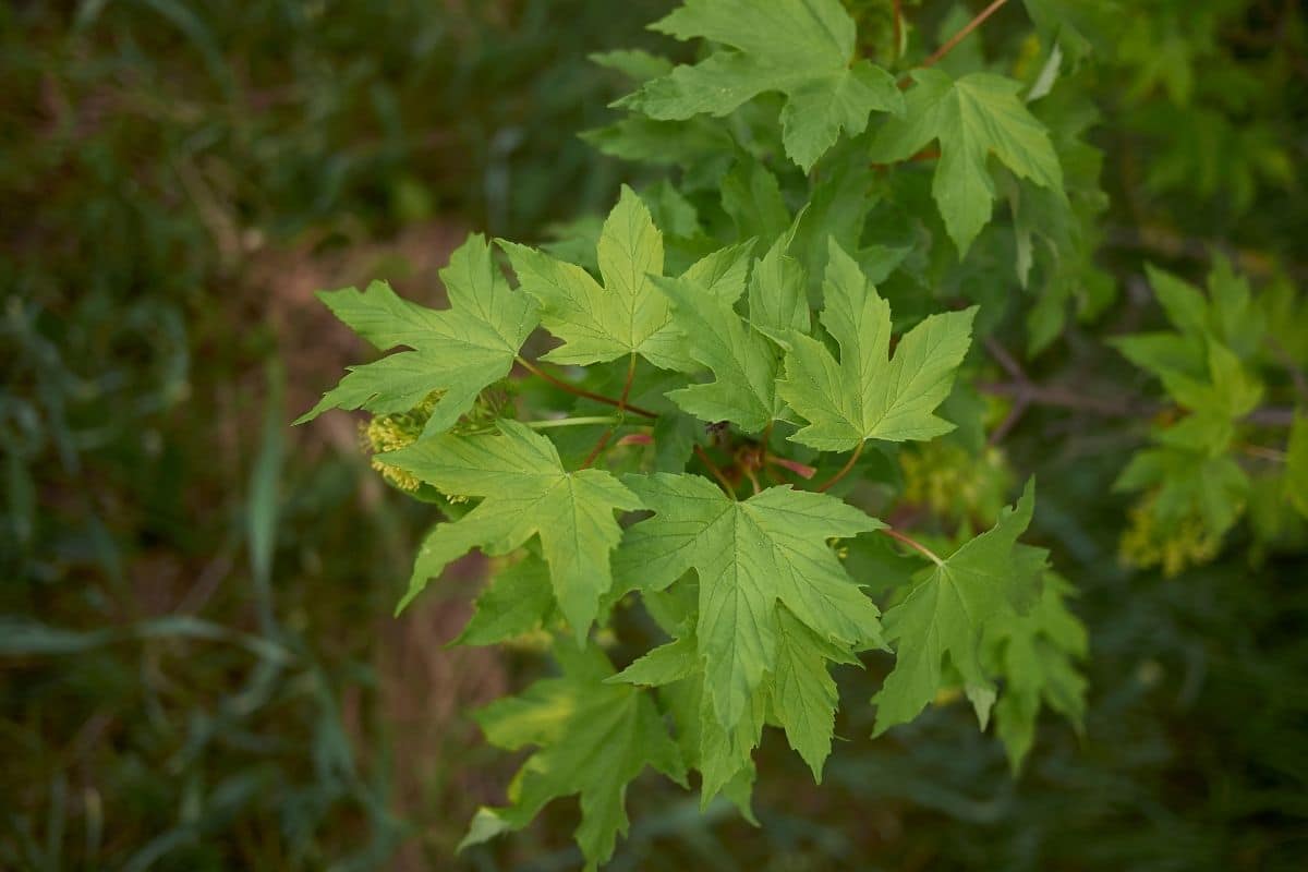 Árbol con hojas grandes: lista de 20 especies.