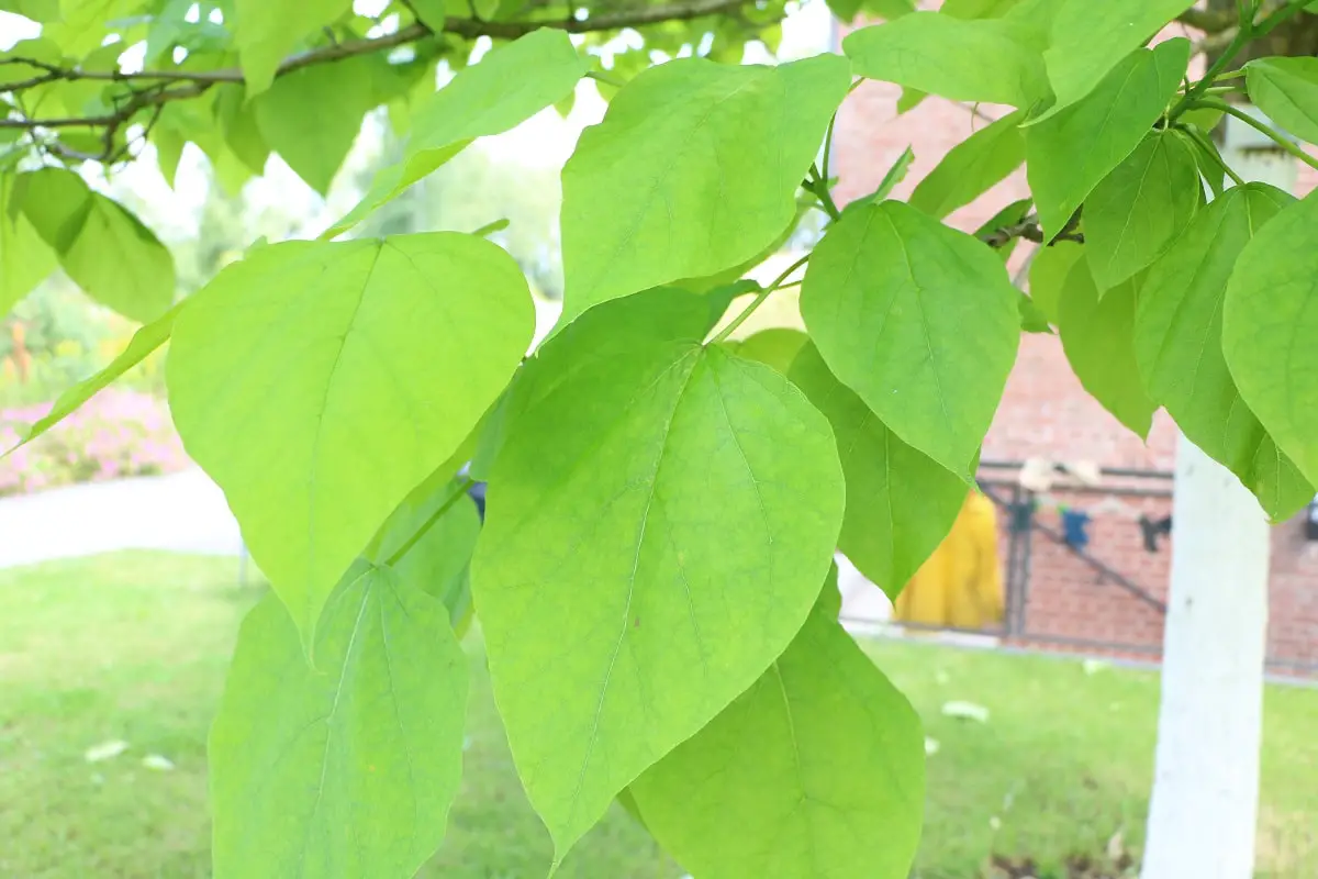 Árbol con hojas grandes: lista de 20 especies.