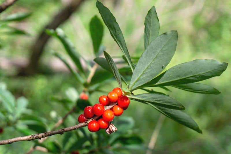 Arbusto con frutos y frutos rojos: 16 especies.