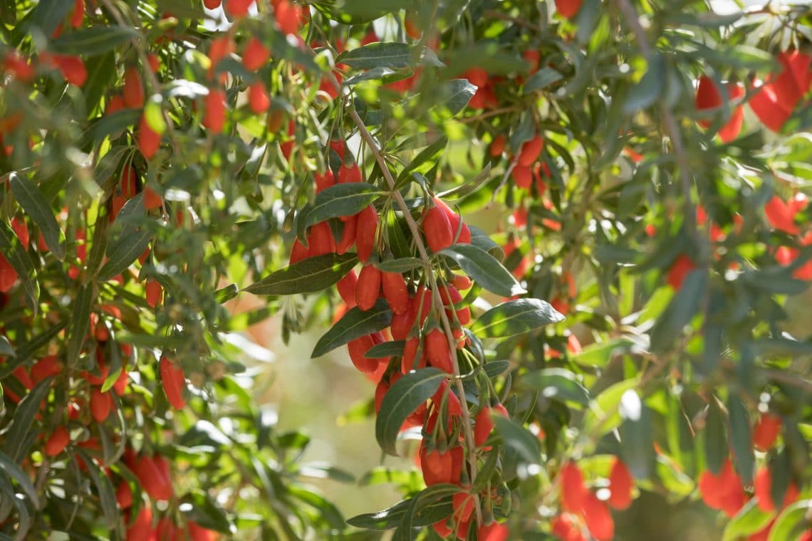 Arbusto con frutos y frutos rojos: 16 especies.