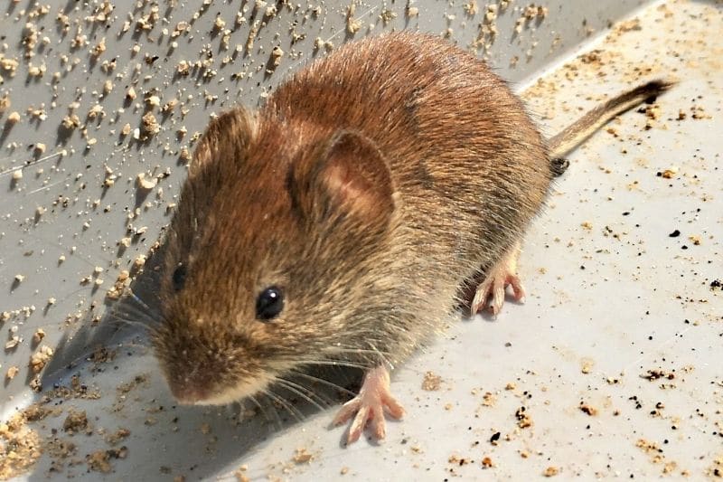 Apariencia de los excrementos de ratón: cómo reconocer los excrementos de ratón