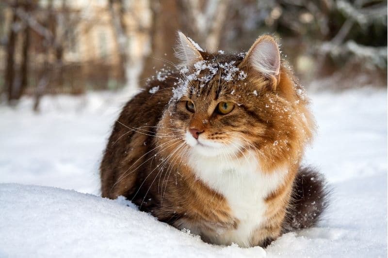 207 nombres de gatos rusos y nombres para gatos machos