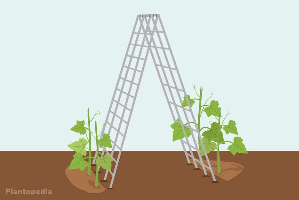 Construya usted mismo un enrejado para pepinos | 7 ideas de ayudas para escalar