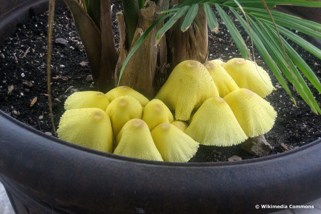 En la maceta crecen hongos amarillos: ¿qué hacer?