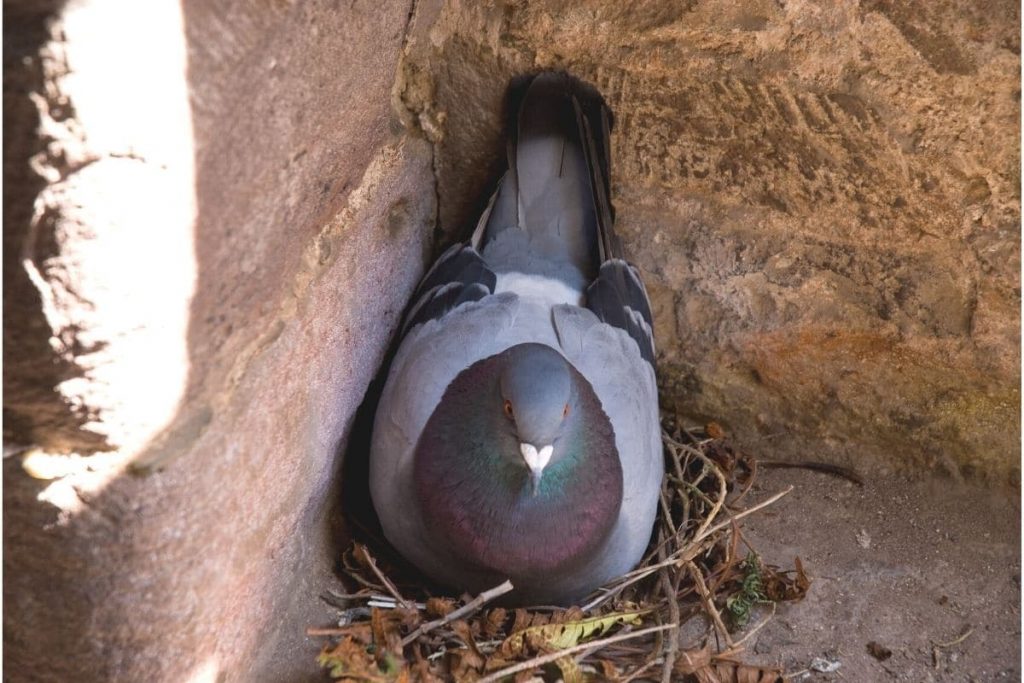 Reconocer los nidos de las palomas y cómo las palomas construyen sus nidos.