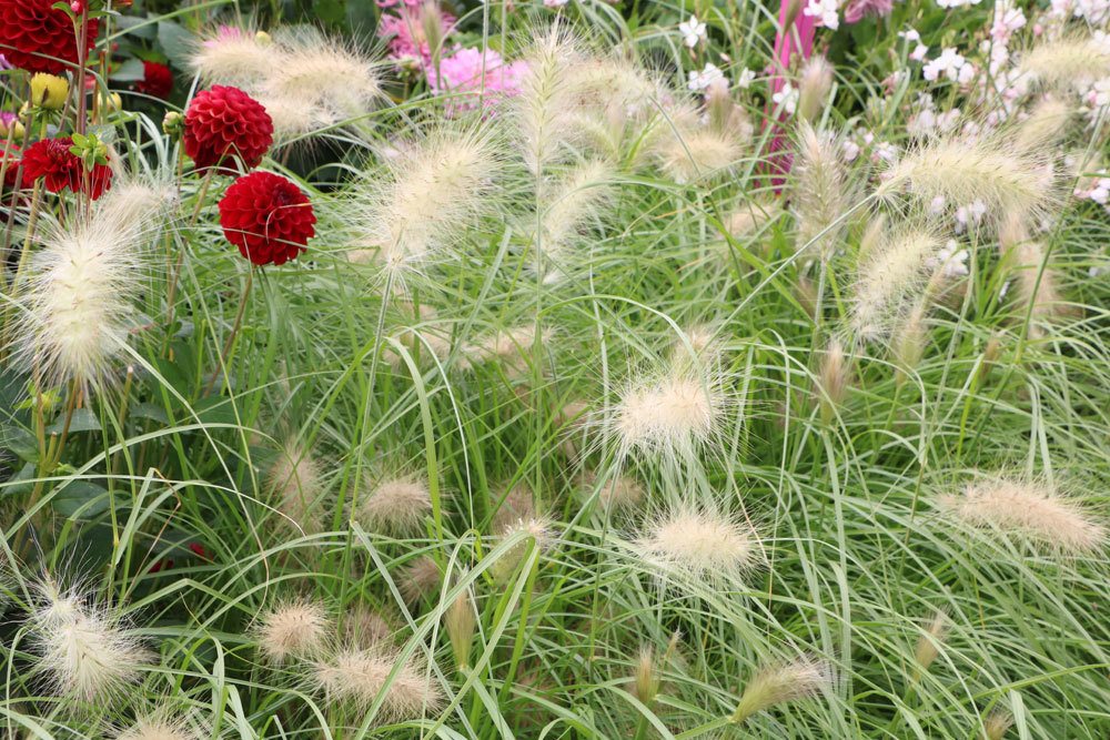 Pennisetum, hierba limpiapipas roja – cuidado y corte