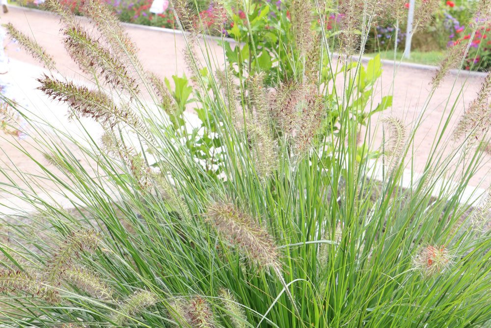 Pennisetum, hierba limpiapipas roja – cuidado y corte