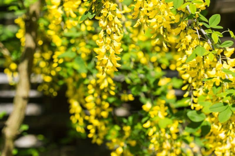 20 arbustos con flores amarillas: lista de AZ