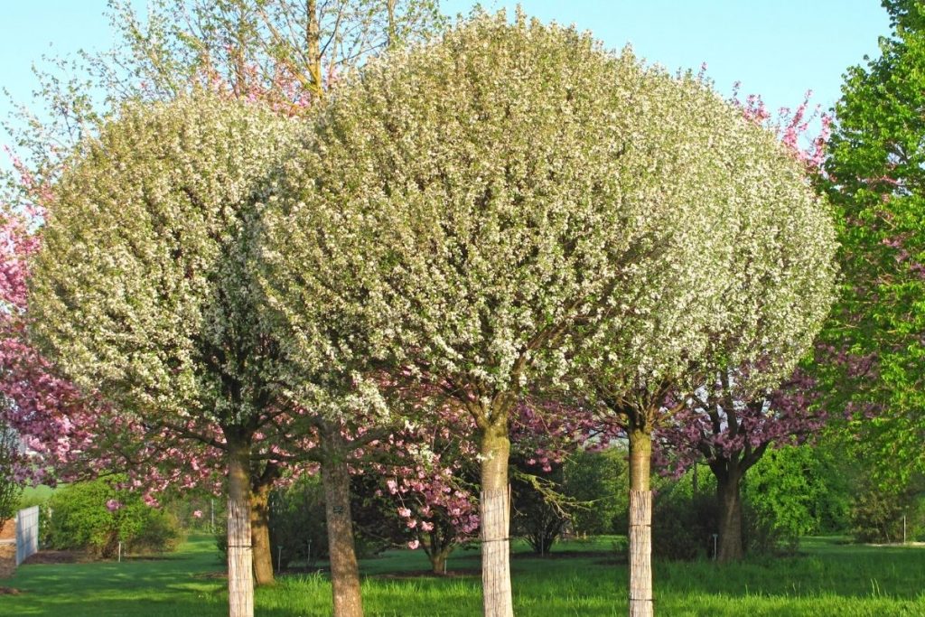 Árboles pequeños de hasta 3 m de altura: 24 recomendaciones