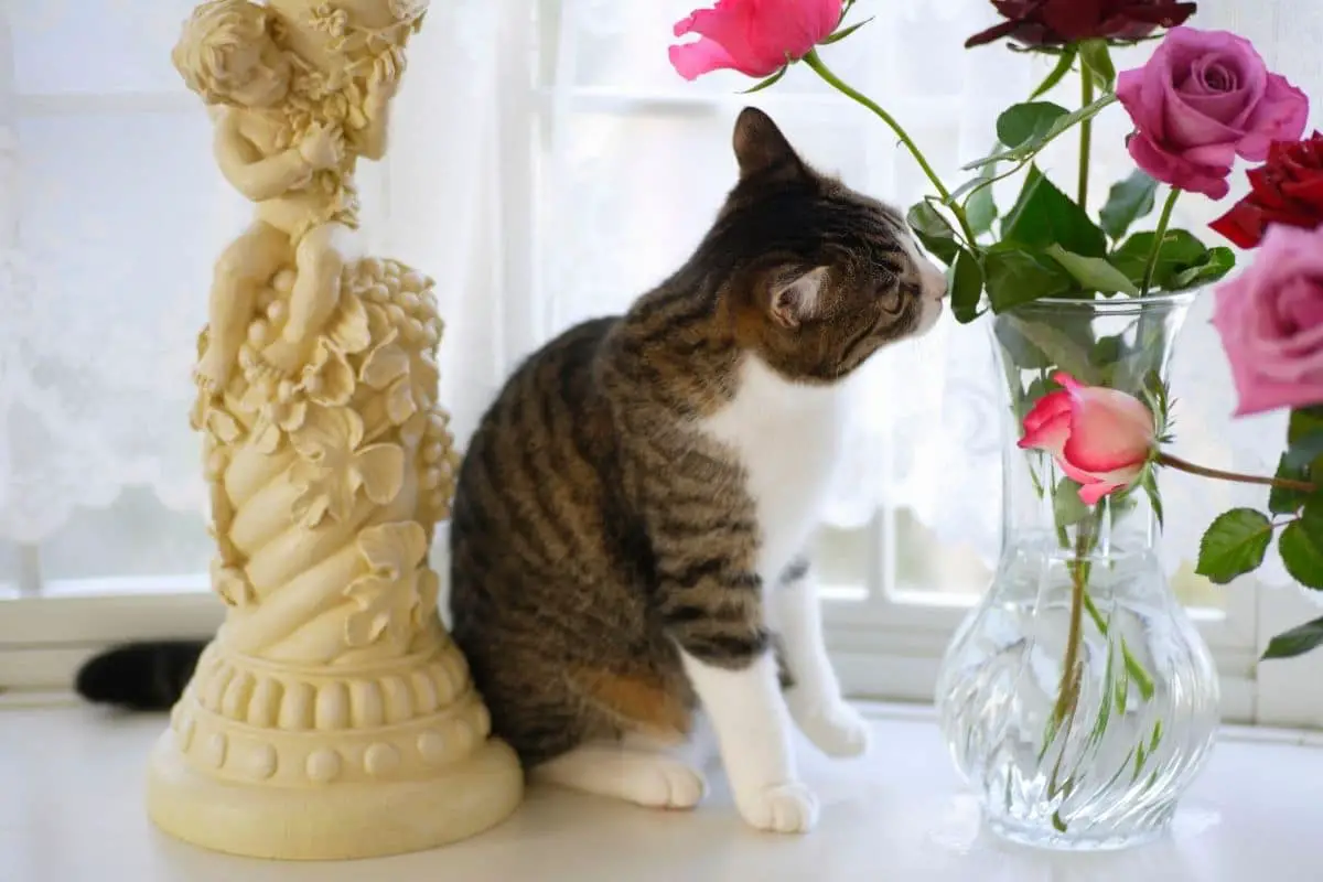 El gato come rosas: ¿las rosas son venenosas para los gatos?