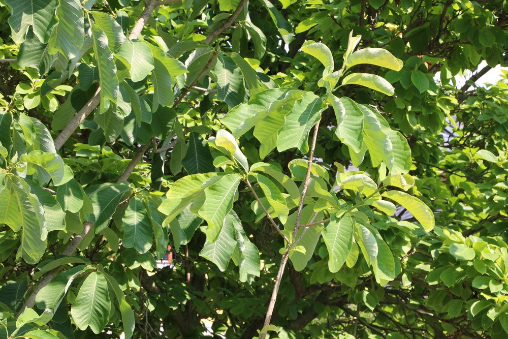 Las hojas de magnolia se vuelven marrones, se rizan, se rizan: ¿qué hacer?