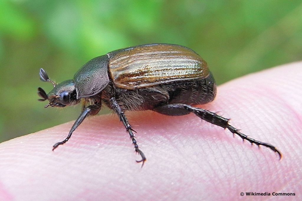 Escarabajo negro con alas: ¿quién es?