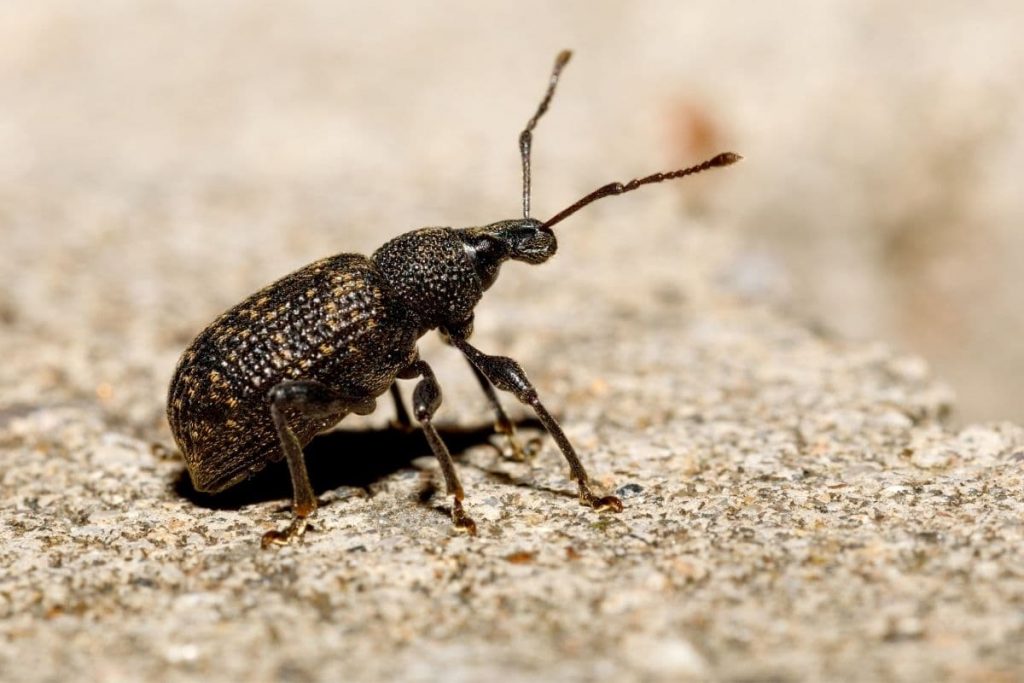 Escarabajo negro con alas: ¿quién es?