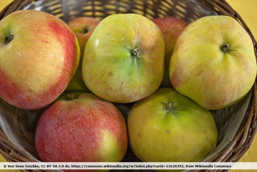 10 variedades de manzanas ácidas | Manzanas con mucho ácido