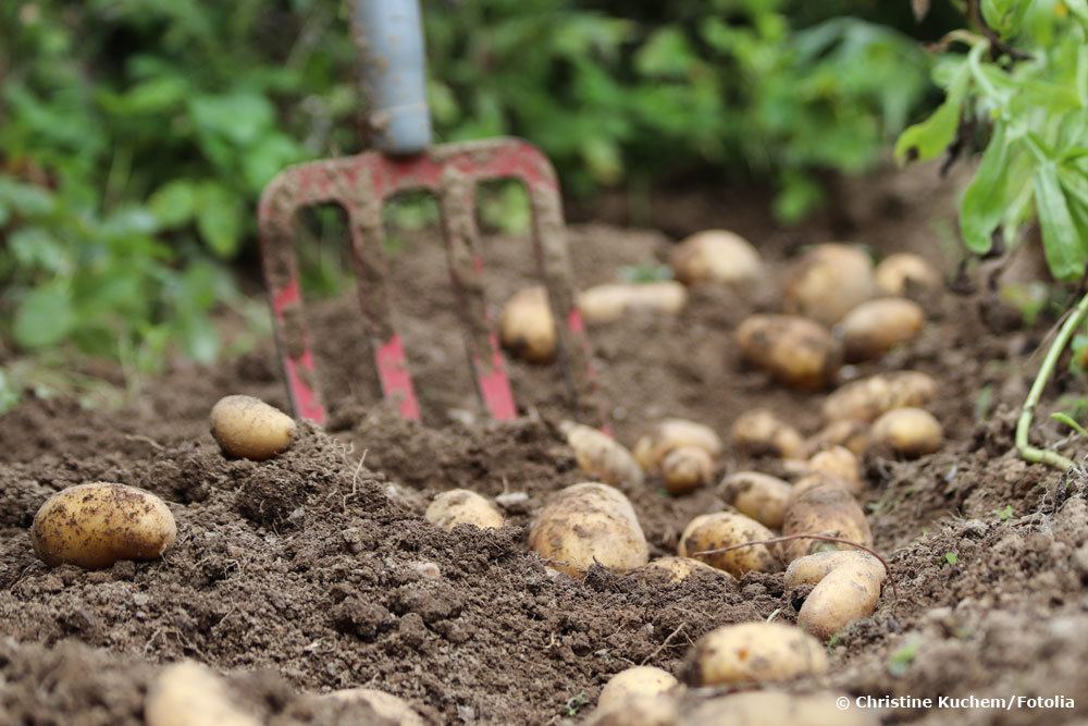 Cultivo mixto de patatas: 10 buenos vecinos | Plan de plantación