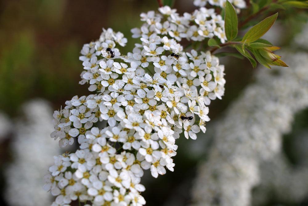 Arbusto con flores blancas: arbustos de flores blancas.